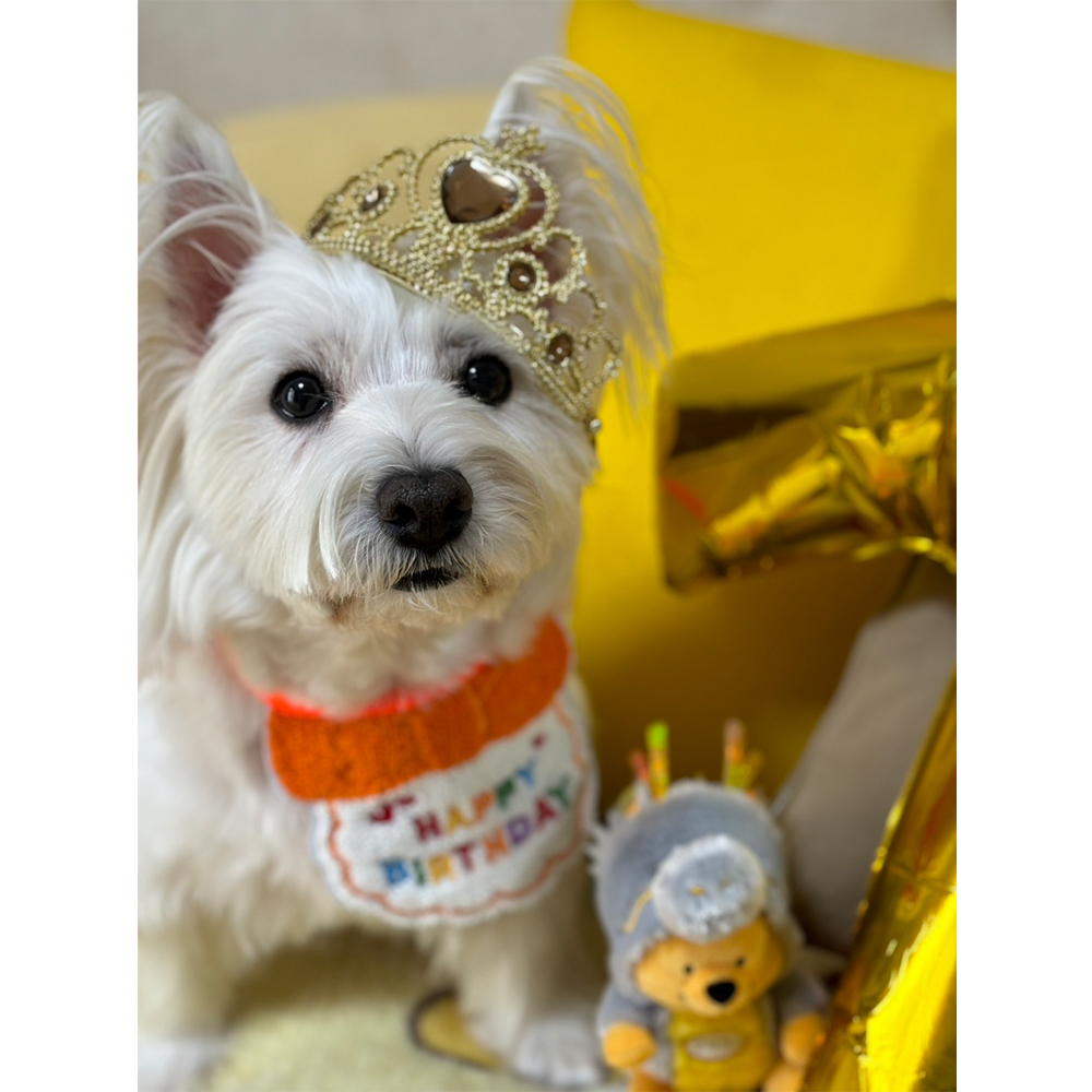 卒業犬ベラちゃんの近況♪